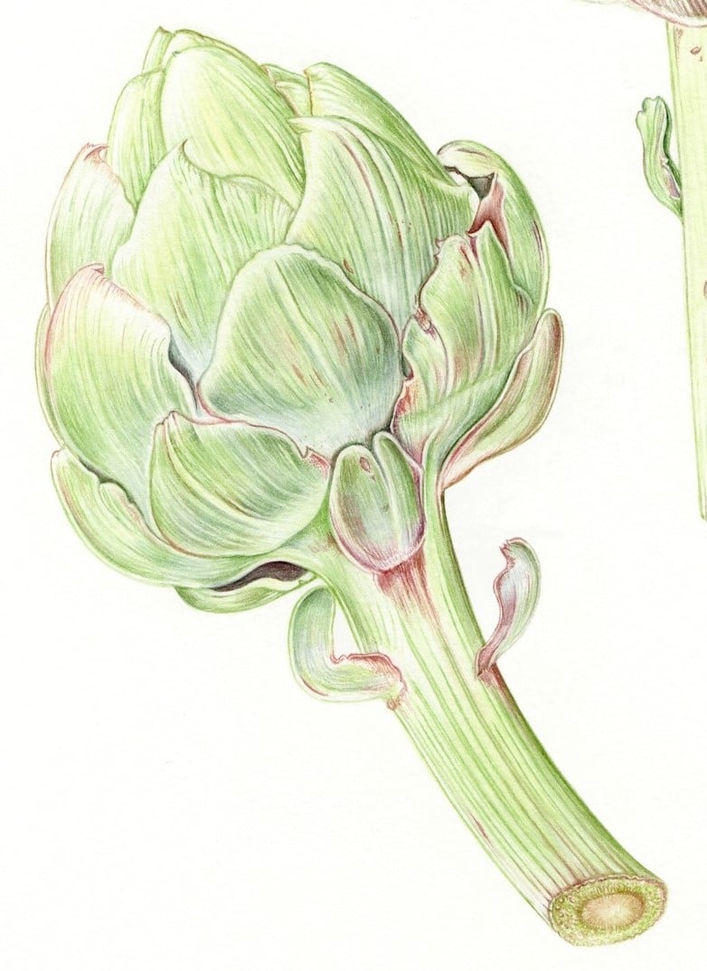 Image of Three Globe Artichokes - Original