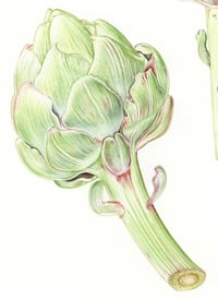 Image 2 of Three Globe Artichokes - Original