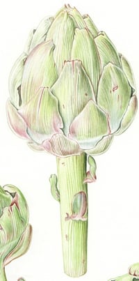 Image 3 of Three Globe Artichokes - Original