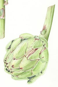 Image 4 of Three Globe Artichokes - Original