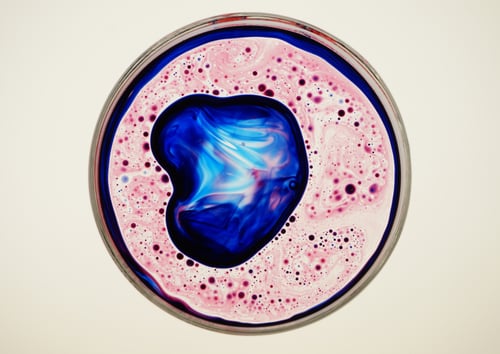 Image of Large Petri Dish Set + 4 Oil Dye Combo Deal 