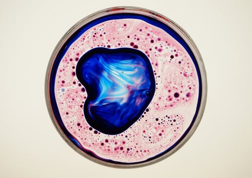 Image of Large Petri Dish Set + 4 Oil Dye Combo