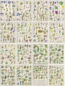 Image of affiches 30x40 dessins botaniques (pyrénées)