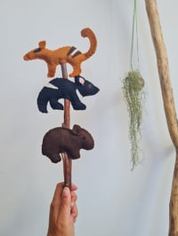 Image 2 of Native Marsupials 