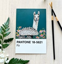 Image 4 of A LLAMA!!