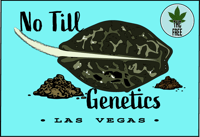 Image 2 of Blueberry Muffin S1 (originally bred by Humbolt Seed Comp) FEM seeds