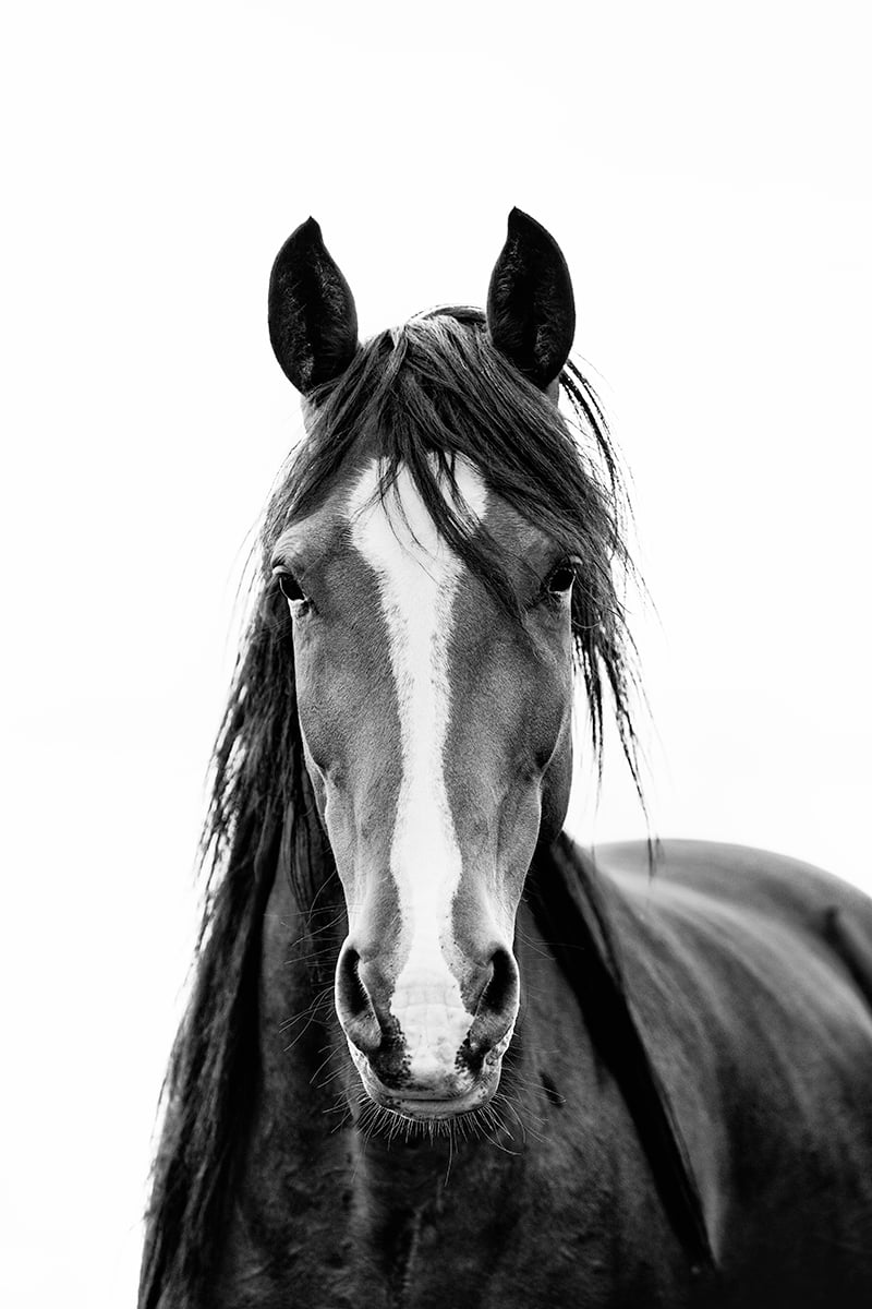 Image of That Finch Farm Mare - B&W