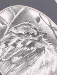 Image 2 of Spizelloides arborea – American Tree Sparrow bird drawing