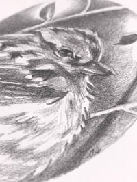 Image 3 of Spizelloides arborea – American Tree Sparrow bird drawing