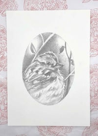 Image 1 of Spizelloides arborea – American Tree Sparrow bird drawing