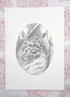 Spizelloides arborea – American Tree Sparrow bird drawing