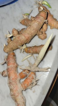Image 2 of Sprouted Turmeric starters