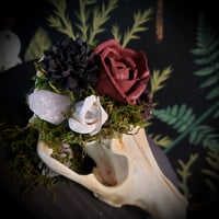 Image 2 of Overgrown Coyote Skull
