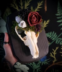 Image 3 of Overgrown Coyote Skull