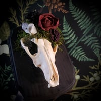 Image 1 of Overgrown Coyote Skull