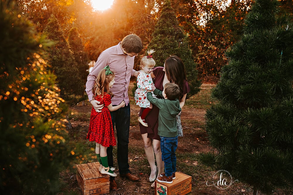Image of 2024 Christmas Tree Farm Minis - $350 ($150 retainer)