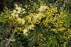 Acacia mearnsii - Late Black Wattle
