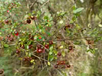 Image 1 of Coprosma quadrifida - Prickly Currant Bush