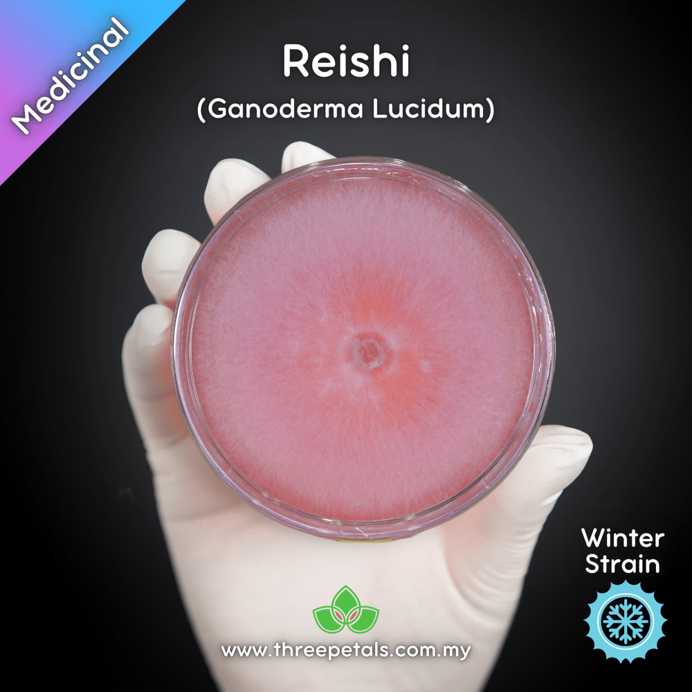 Reishi (Ganoderma Lucidum) Live Mycelium Mushroom Culture Spawn Seed