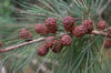 Allocasuarina littoralis - Black Sheoak