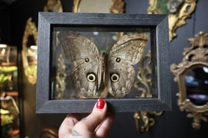 Giant Owl Butterfly