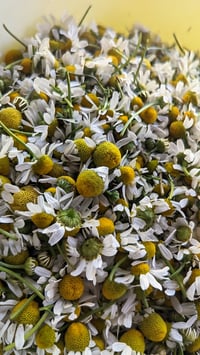 Image 5 of Chamomile Tincture 