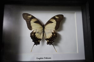 Dolicaon Kite Swallowtail (6x8)