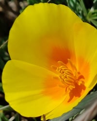 Image 4 of California Poppy Whole Plant Tincture 