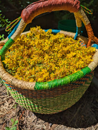 Image 5 of St. John's Wort Tincture 