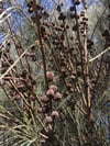 Allocasuarina verticillata - Drooping Sheoak