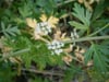 Apium prostratum ssp. filiforme -	Sea Celery