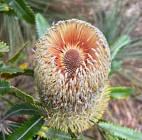 Image 1 of  Banksia serrata - Saw-tooth Banksia
