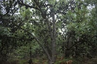 Image 5 of  Banksia serrata - Saw-tooth Banksia