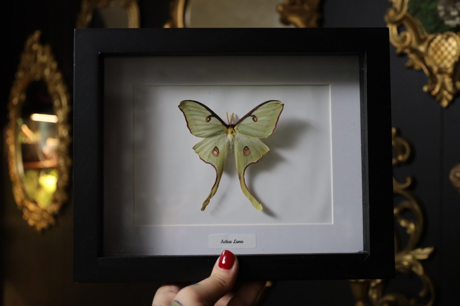Luna Moth (8x10)