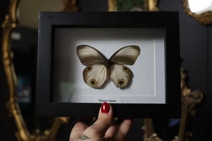 Artemis Owl Butterfly