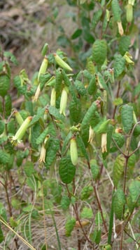 Image 2 of Correa reflexa var. reflexa - Common Correa