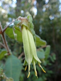 Image 1 of Correa reflexa var. reflexa - Common Correa