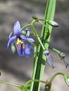 Dianella brevicaulis - Coast Flax Lily