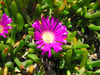 Disphyma crassifolium subsp. clavellatum - Rounded Noonflower