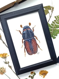 Image 1 of Bark Beetle Watercolor Illustration ORIGINAL ARTWORK with Frame