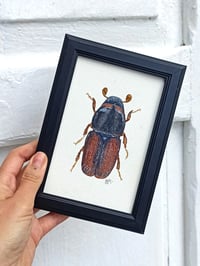 Image 3 of Bark Beetle Watercolor Illustration ORIGINAL ARTWORK with Frame