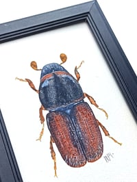 Image 4 of Bark Beetle Watercolor Illustration ORIGINAL ARTWORK with Frame