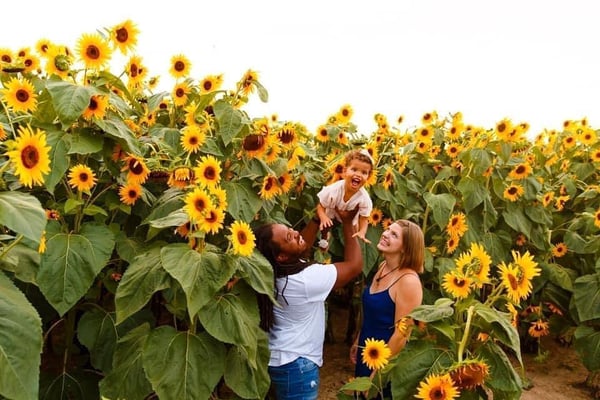 Image of Sunflower Minis 2023