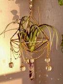 Image 3 of Suncatcher FOH air plant.