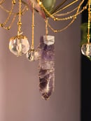 Image 2 of Suncatcher FOH air plant.