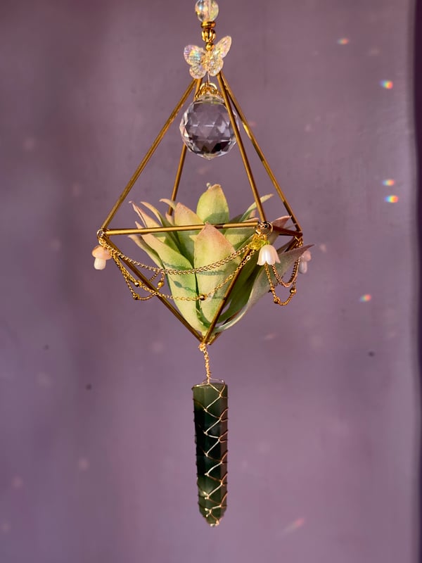 Image of Suncatcher FOH air plant