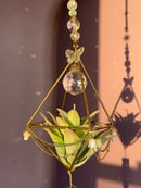 Image 4 of Suncatcher FOH air plant