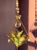 Image 2 of Suncatcher FOH air plant