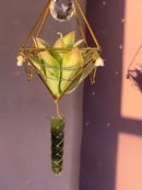 Image 3 of Suncatcher FOH air plant