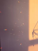 Image 5 of Suncatcher FOH air plant